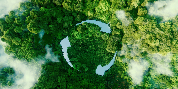 Zeľ